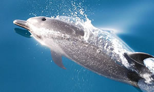 Dolphin Cruises Black Isle